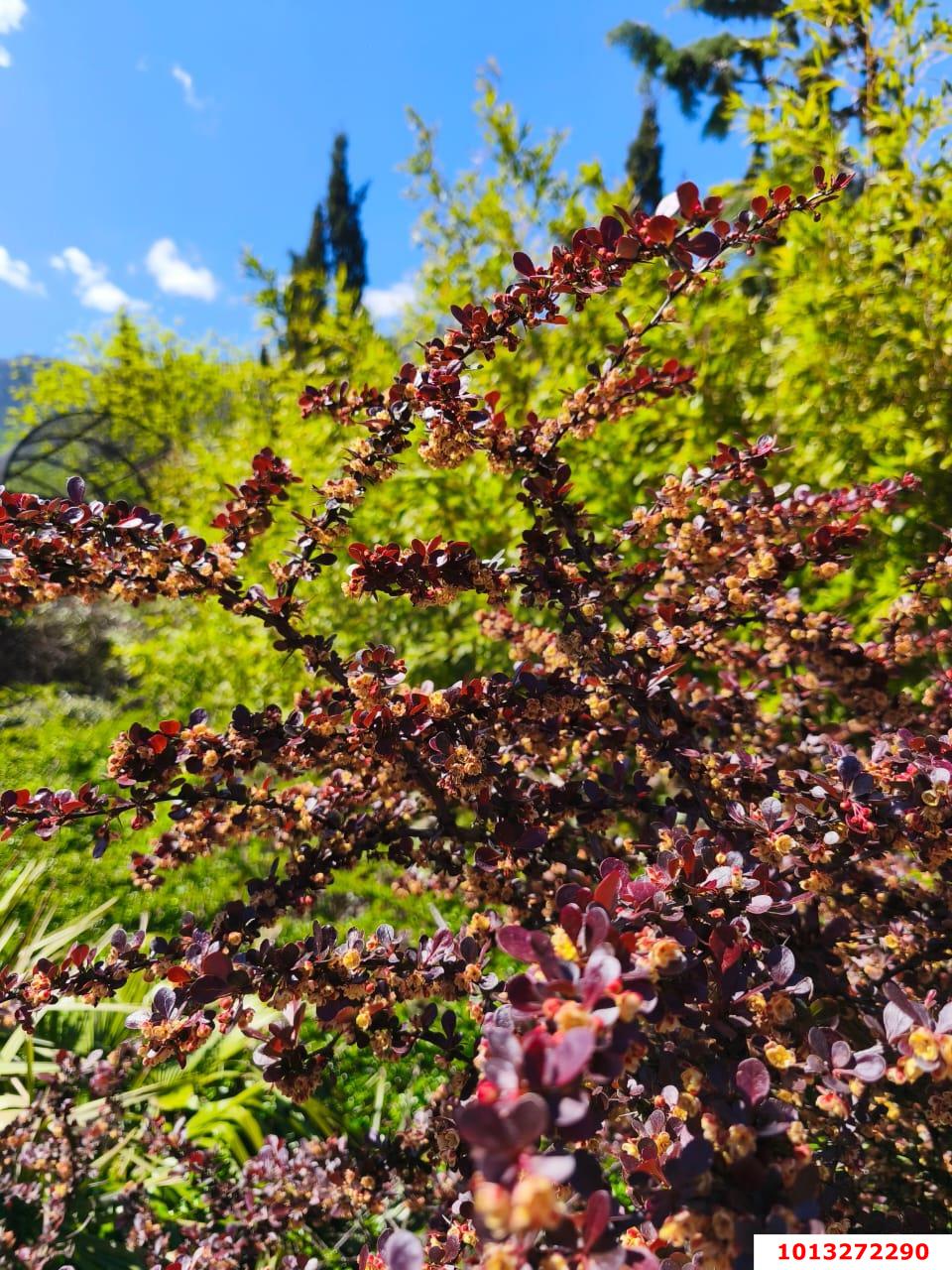 Фото №4: Земельный участок 10 сот. - Горячий Ключ, мкр. Городская Больница, ул. Целинная, 23