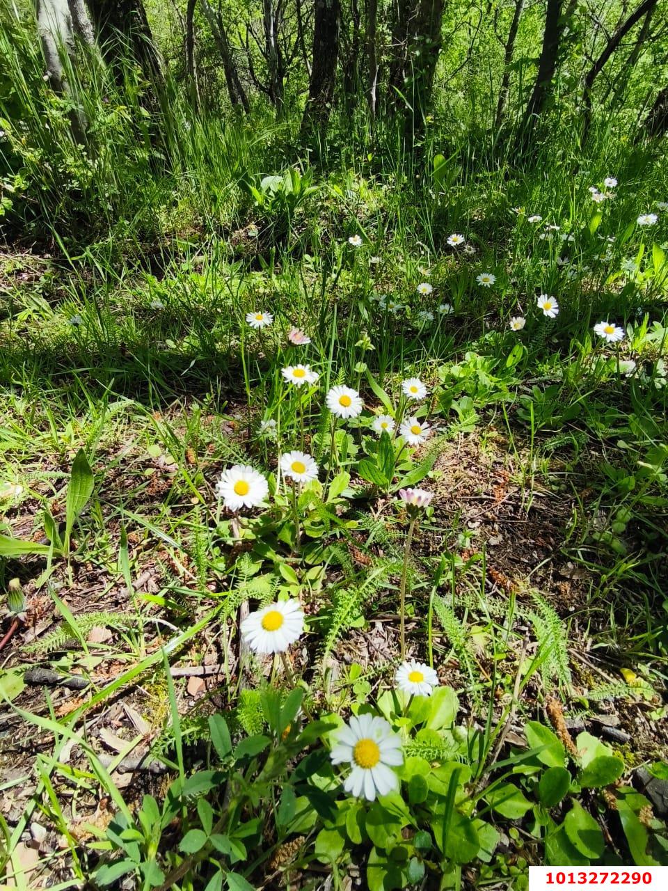 Фото №3: Земельный участок 10 сот. - Горячий Ключ, мкр. Городская Больница, ул. Целинная, 23