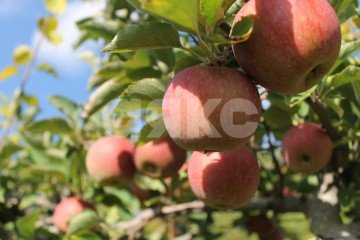 Фото №2: Коммерческая земля - Саратовская, мкр. ЖК Горячий, ул. Табачная, 3Б