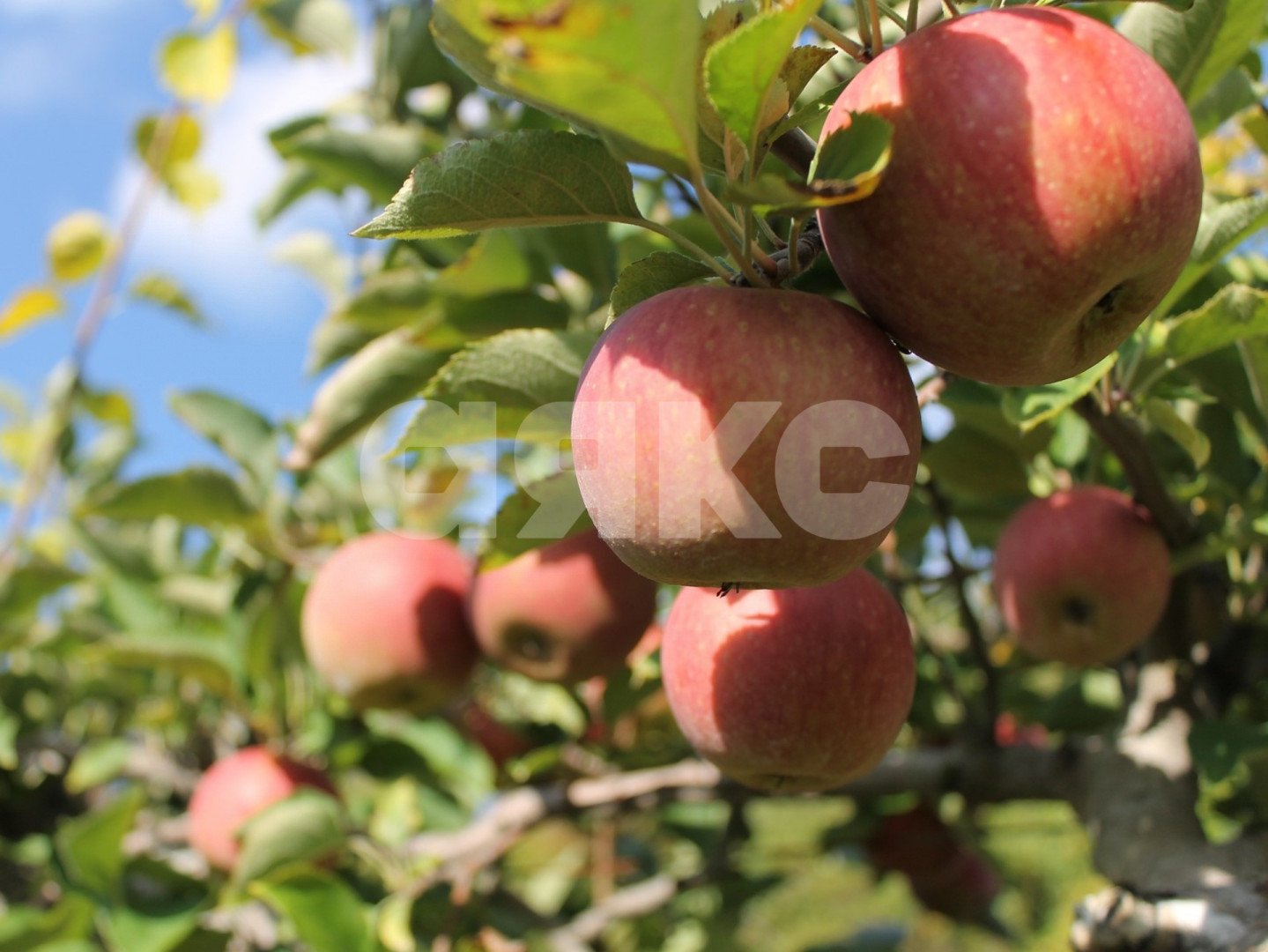 Фото №2: Коммерческая земля 450 сот. - Саратовская, Городская Больница, мкр. ЖК Горячий, ул. Табачная, 3Б