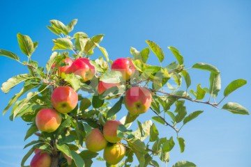 Фото №3: Коммерческая земля - Саратовская, мкр. ЖК Горячий, ул. Табачная, 3Б