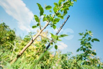 Фото №4: Коммерческая земля - Саратовская, мкр. ЖК Горячий, ул. Табачная, 3Б