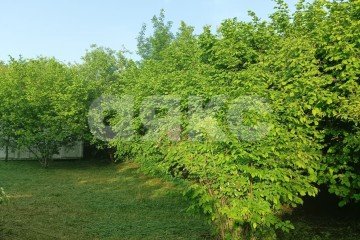 Фото №3: Участок садоводство - Октябрьский, ул. Мира, 39