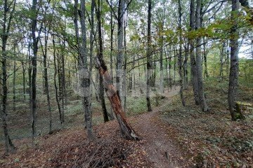 Фото №4: Личное подсобное хозяйство - Кутаисская, 