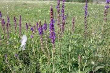 Фото №3: Земельный участок 10.25 сот. - Ильский, пер. Короткий, 8