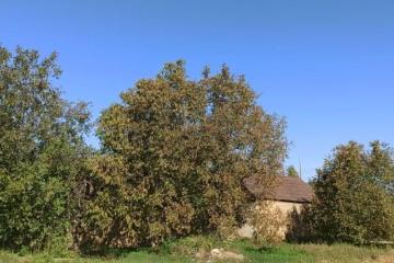 Фото №3: Земельный участок 6.19 сот. - Знаменский, мкр. СТ Рассвет, ул. Цветочная, 420