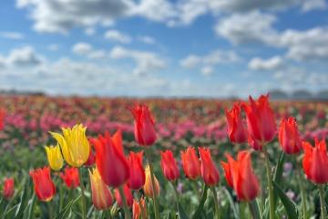 Фото №5: Земельный участок 6.33 сот. - Старомышастовская, ул. Выгонная, 41А