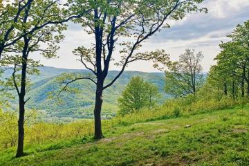 Фото №5: Земельный участок 8 сот. - ДНП Предгорье, ул. Центральная, 281