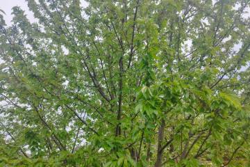 Фото №3: Земельный участок 5.32 сот. - садово- Прогресс, 27