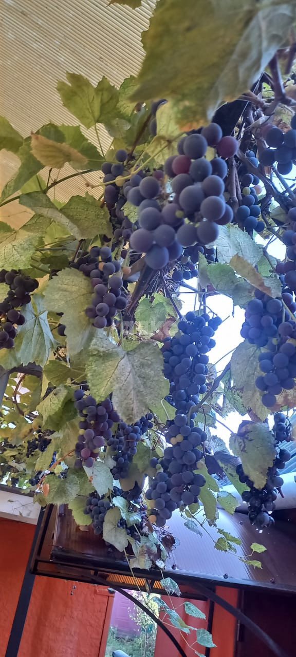 Фото №41: Дом 40 м² + 5 сот. - Саратовская, ул. Сарьяна