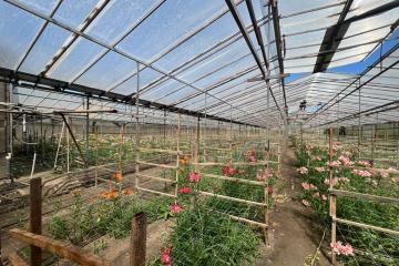 Фото №1: Земельный участок 17 сот. - Нововеличковская, ул. Фрунзе, 63