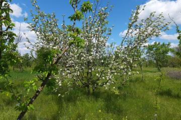 Фото №5: Земельный участок 7.2 сот. - Полтавка, ул. Гридасова