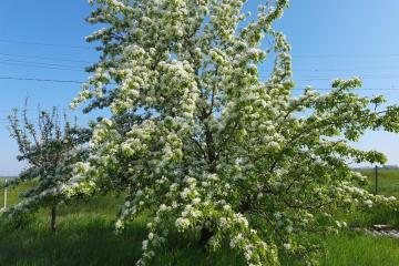 Фото №1: Земельный участок 7.2 сот. - Полтавка, ул. Гридасова