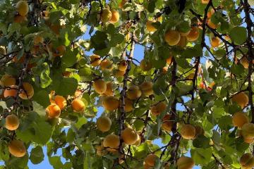 Фото №5: Земельный участок 4.02 сот. - Октябрьский, ст Краснодарский ЗИП-20, ул. Персиковая, 18/1