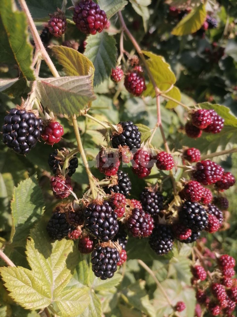 Фото №45: Дом 202 м² + 15 сот. - Саратовская, ул. Полимерная