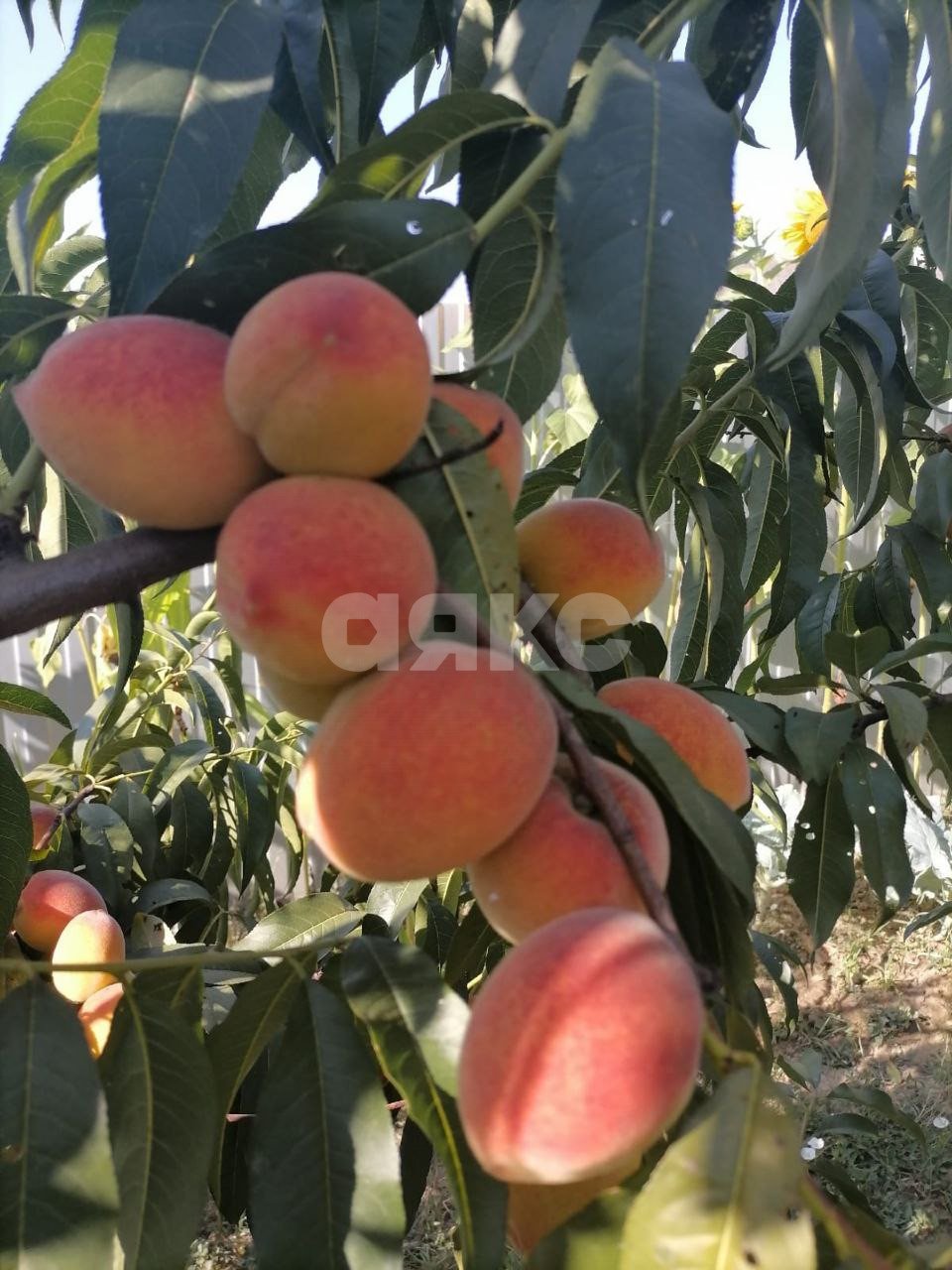 Фото №44: Дом 202 м² + 15 сот. - Саратовская, ул. Полимерная