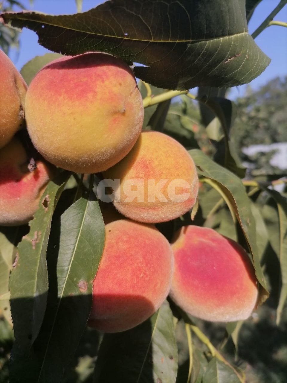 Фото №43: Дом 202 м² + 15 сот. - Саратовская, ул. Полимерная