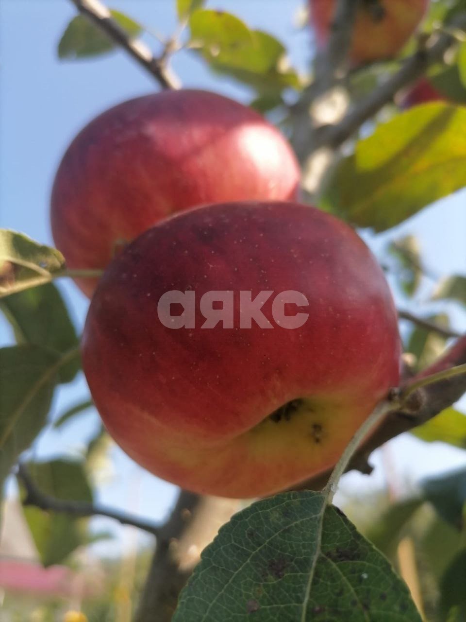 Фото №46: Дом 202 м² + 15 сот. - Саратовская, ул. Полимерная