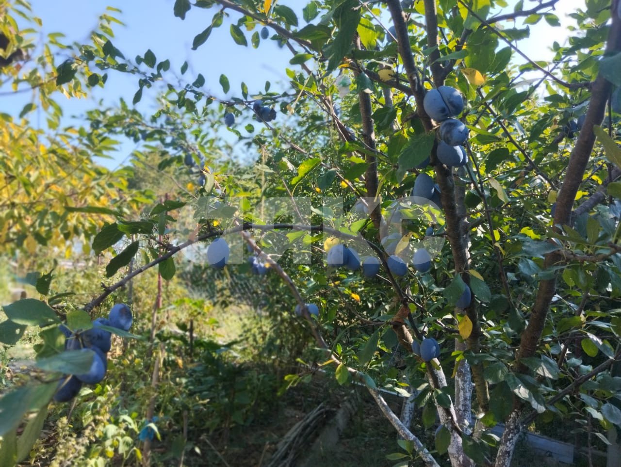 Фото №6: Дом 89 м² + 5.65 сот. - Горячий Ключ, Городская Больница, мкр. СТ Кунпанова Поляна, ул. Розовая