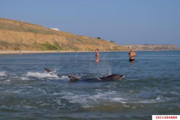 Фото №1: Коммерция 187 м² - Темрюк, ул. Морская